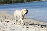 LABRADOR 571